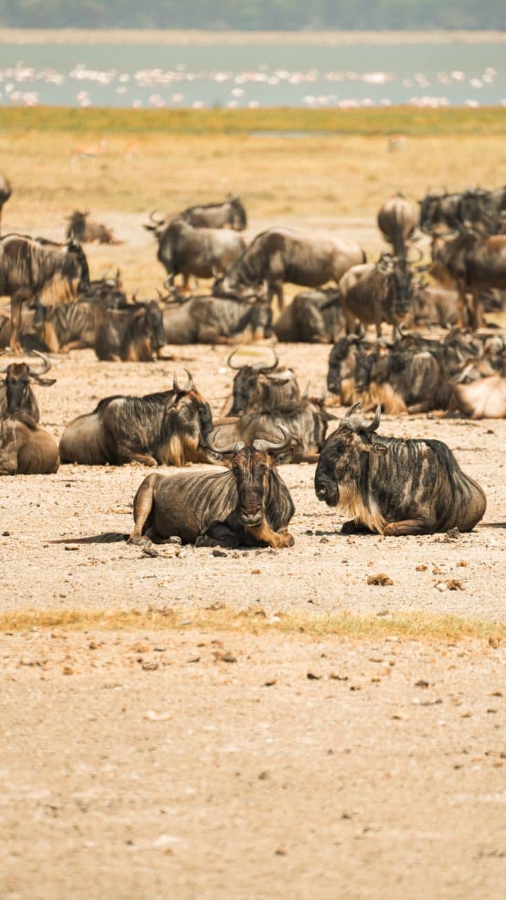 Tanzania
